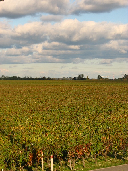 ぶどう畑が黄色く色好きはじめた１０月末
