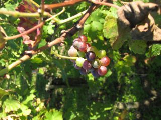 収穫されずに残った小さなぶどう