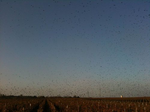 渡り鳥たちの群れ！！