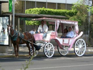 観光馬車。お馬さんまでカメラ目線。お友達のヒロコさん撮影。