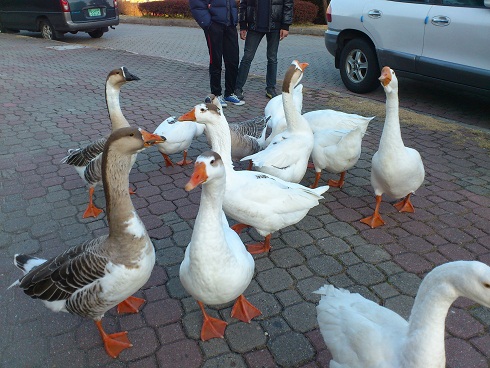 私も家族で日曜午後の散歩を楽しんで来ました