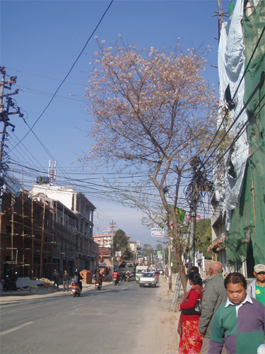 この道路は道幅拡大工事中で、この後数本ある桜を含め街路樹がどうなるのか？ちょっと心配。。。