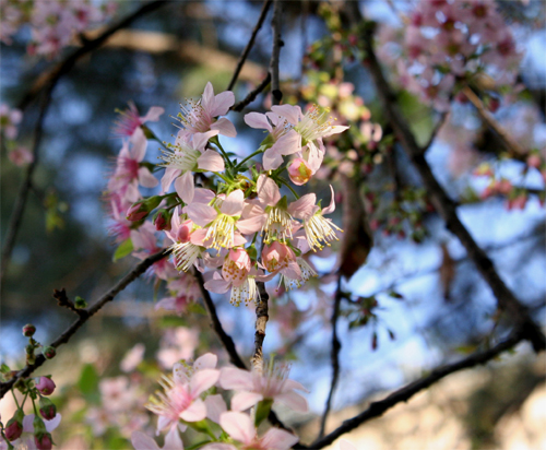 青空にほんのり薄紅色。ネパール語では「パインユ」です。