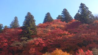 山一面の紅葉
