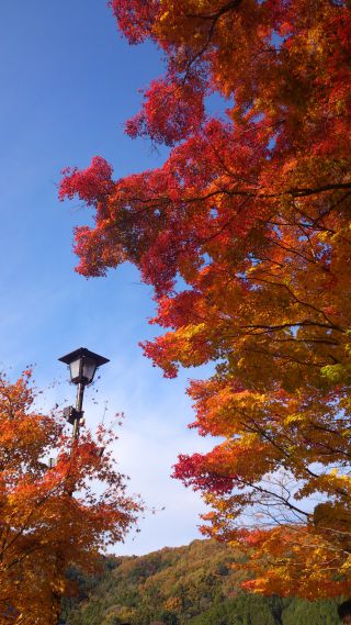 散策中　　青空と紅葉の眺め