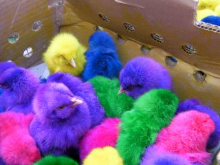 ぎゅうぎゅう、ぴよぴよ。。。ピンク。。。