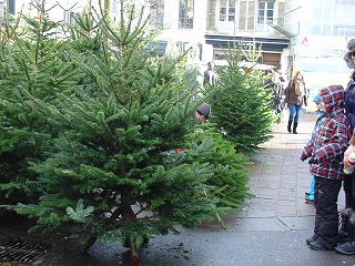 クリスマスツリーの販売も始まりました。「うーんどの木がいいかなあ」