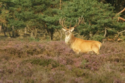 公園内には、野生のシカも