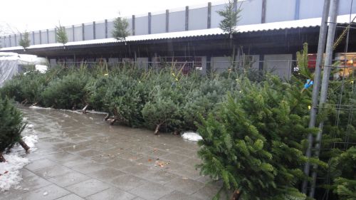 生ツリーがいっぱい