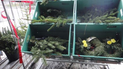 生リースの販売