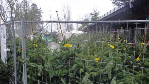 こちらでもツリーの販売