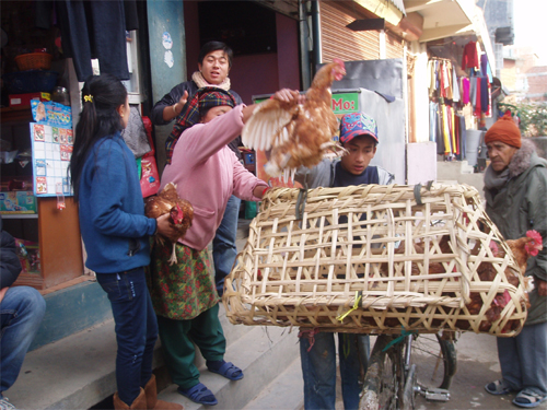 意気がよい大き目のものを選んでいます？