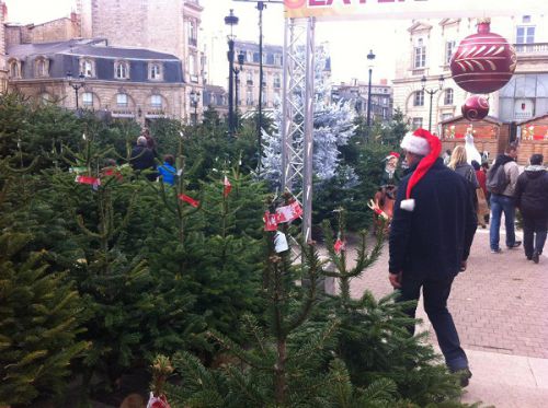 新鮮なクリスマスツルーが販売されています