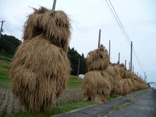 前へならえ！！の稲穂たち