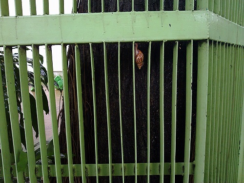 巨大カタツムリも雨水を避けているようです