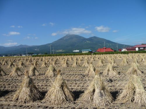 会津磐梯山と干した稲