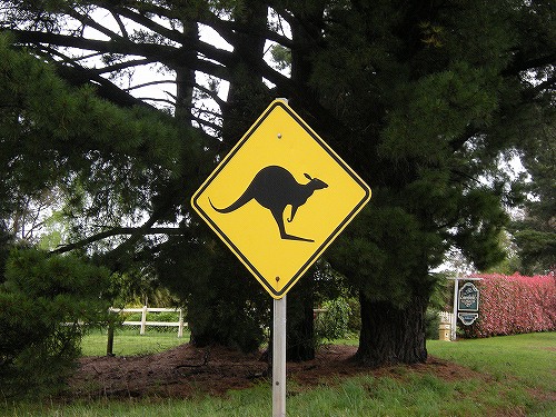 カンガルーを意味するニックネームも人気