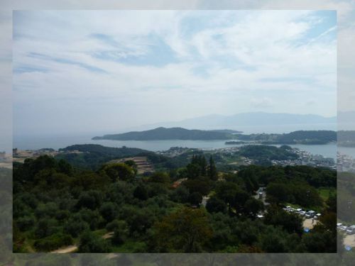 確かに木ですけどね・・・・。私にとっては思い出の木。