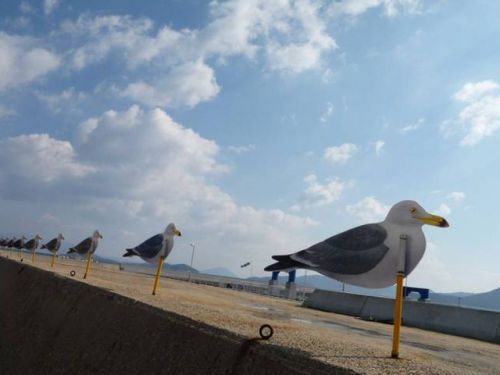 女木島のかもめたち　かもめシール張りは楽しかった。