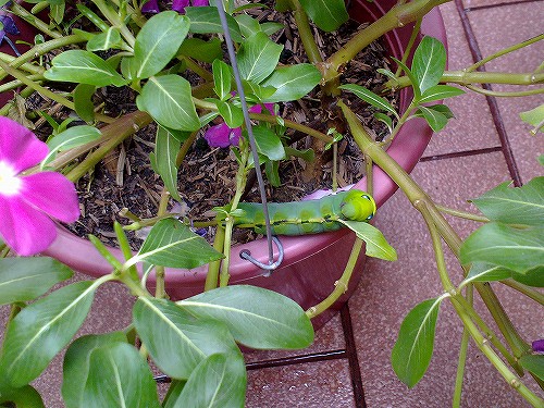 見えますか、キレイな緑色の青虫です