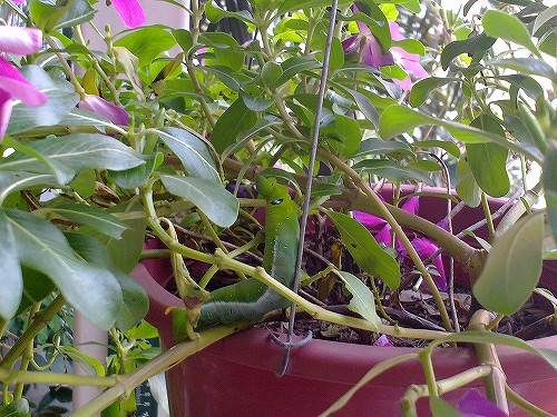 あぁ。。。こっちにも