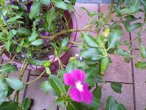 画像の中に２匹います　でも全部で６匹もいました