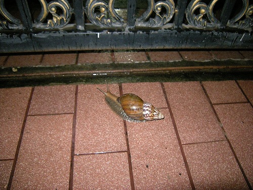踏んだらこっちが堪らない大きさのカタツムリ