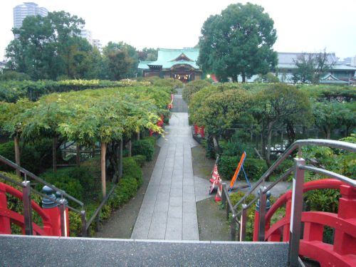 橋の上から。藤棚が並びます。