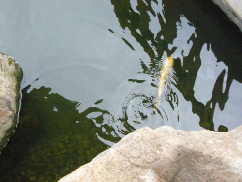 池には鯉がいました。