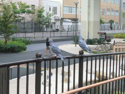 鳩も休憩中。