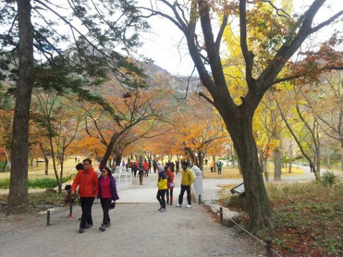 黄色、オレンジ、緑に紫…紅葉に負けてません