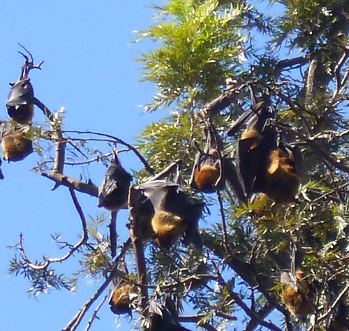 時刻は朝。羽で自分の体をラッピングするようにして眠っています。