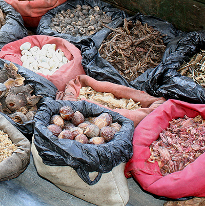 手前の丸い実が「リタ」
