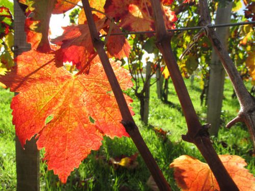 これはメルローの葉っぱです