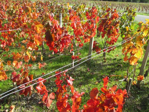 日に日に色がかわっていきます