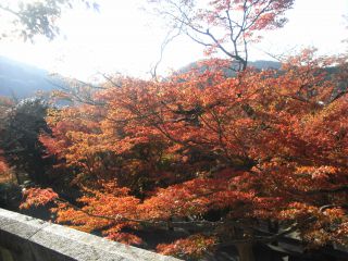 清水の舞台前の紅葉