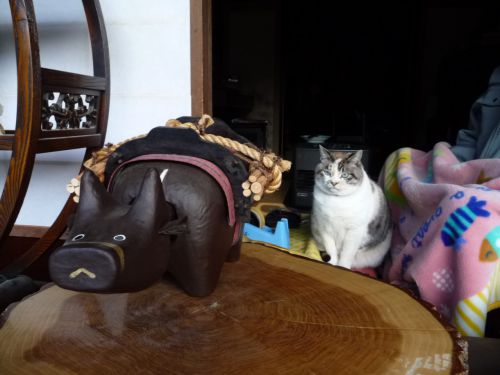 店番をする、猫ちゃん