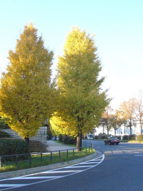 皇居近くの銀杏