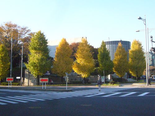 同じ銀杏でも色づきが違います。