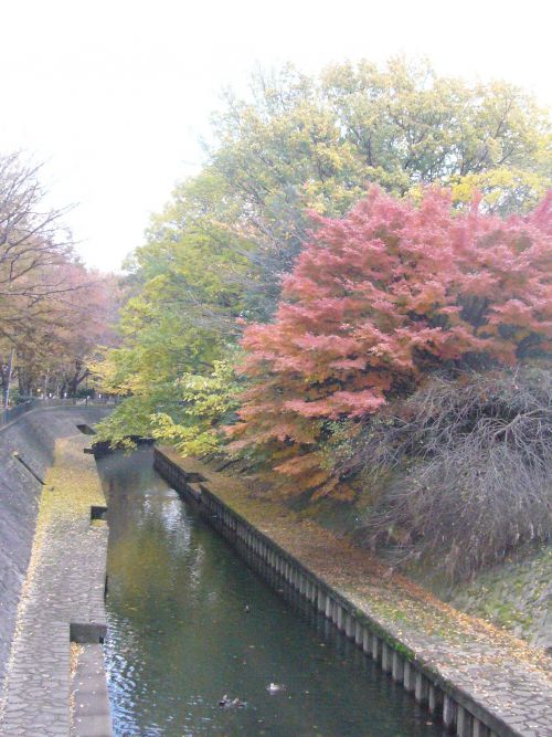 川沿いの紅葉。