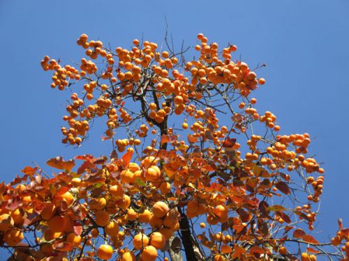 柿が盛りだくさん！