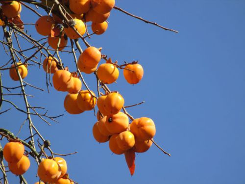 きれいな柿が青空に映えます