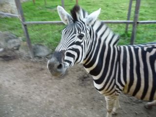 かっこいいシマウマ