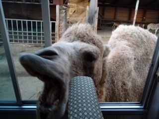 口を大きく開けてア〜ン！