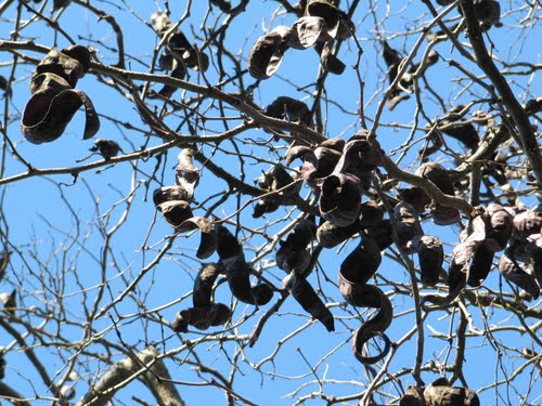 こんなにたくさん！これが、黒豆。