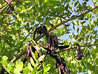 葉の色が、空に映えて美しい。