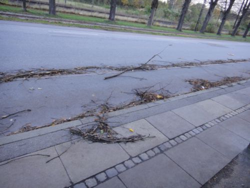 翌日、歩道と自転車道路に散乱した枝