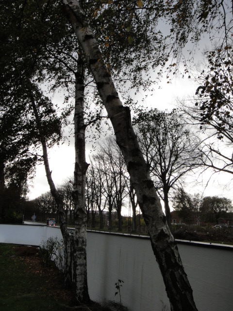 太い木以外はだいぶ斜めに倒れてしまいました。