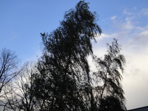 翌朝もまだ強い風が