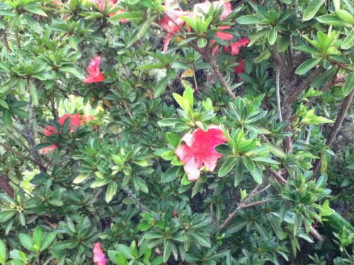 様々な植物があり、中には日本のツツジに似たものも